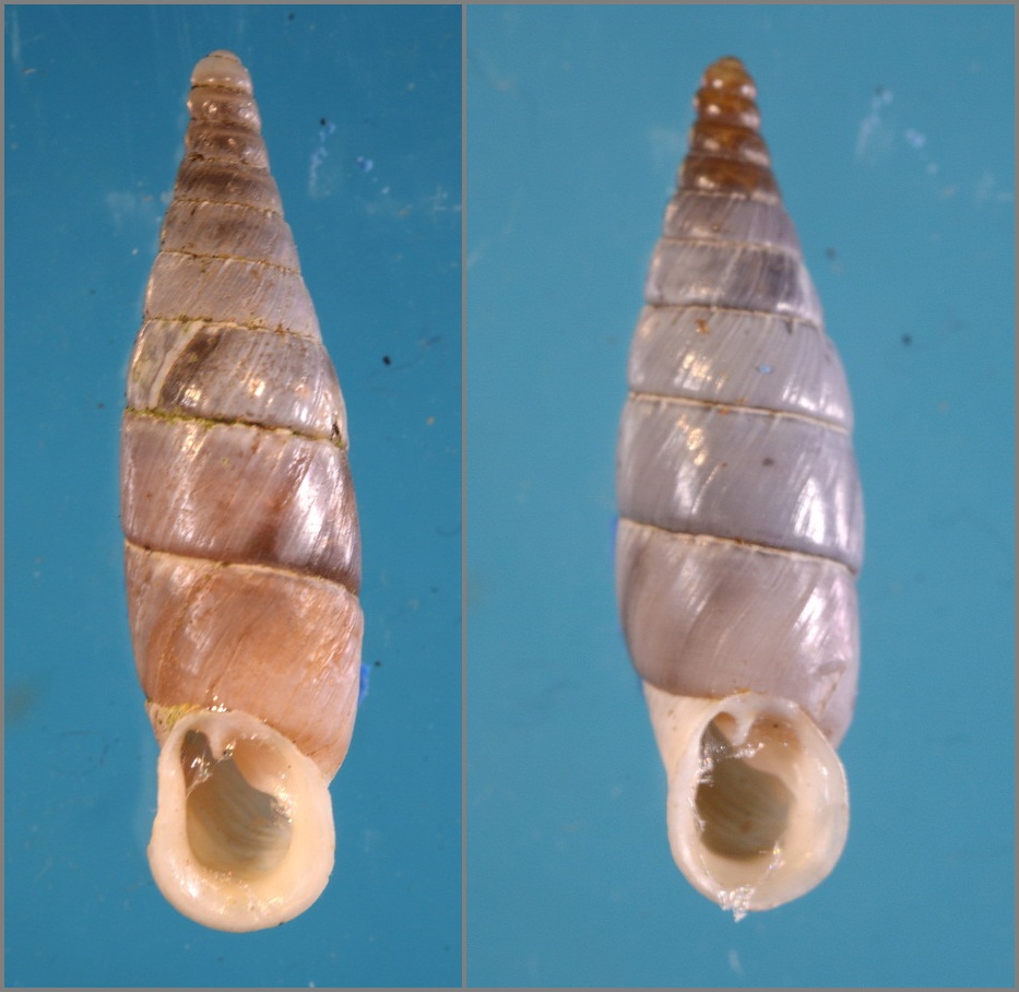 What''s Leucostigma candidescens megachilus?